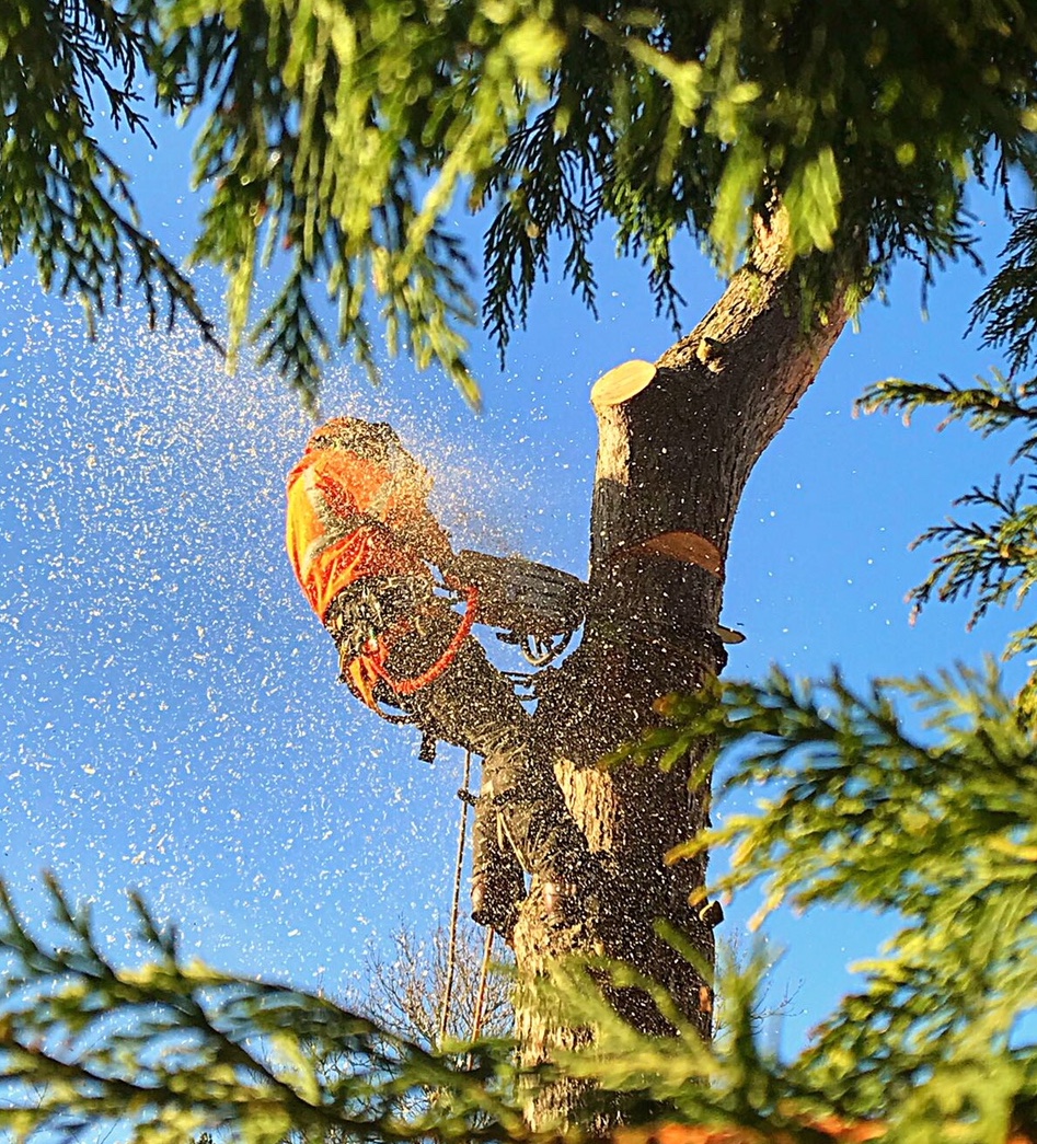 Pine tree removal.