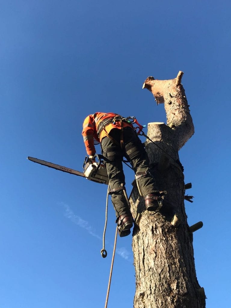 Pine tree removal